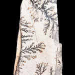 Reverse side of Dendrites in Quartzite from Utah