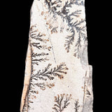 Reverse side of Dendrites in Quartzite from Utah