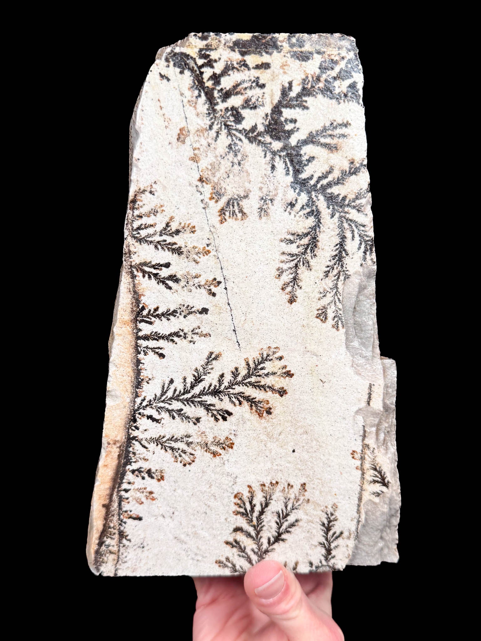 Reverse side of Dendrites in Quartzite from Utah