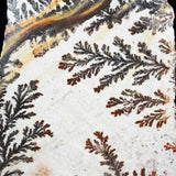 Close up of Dendrite crystals from Utah