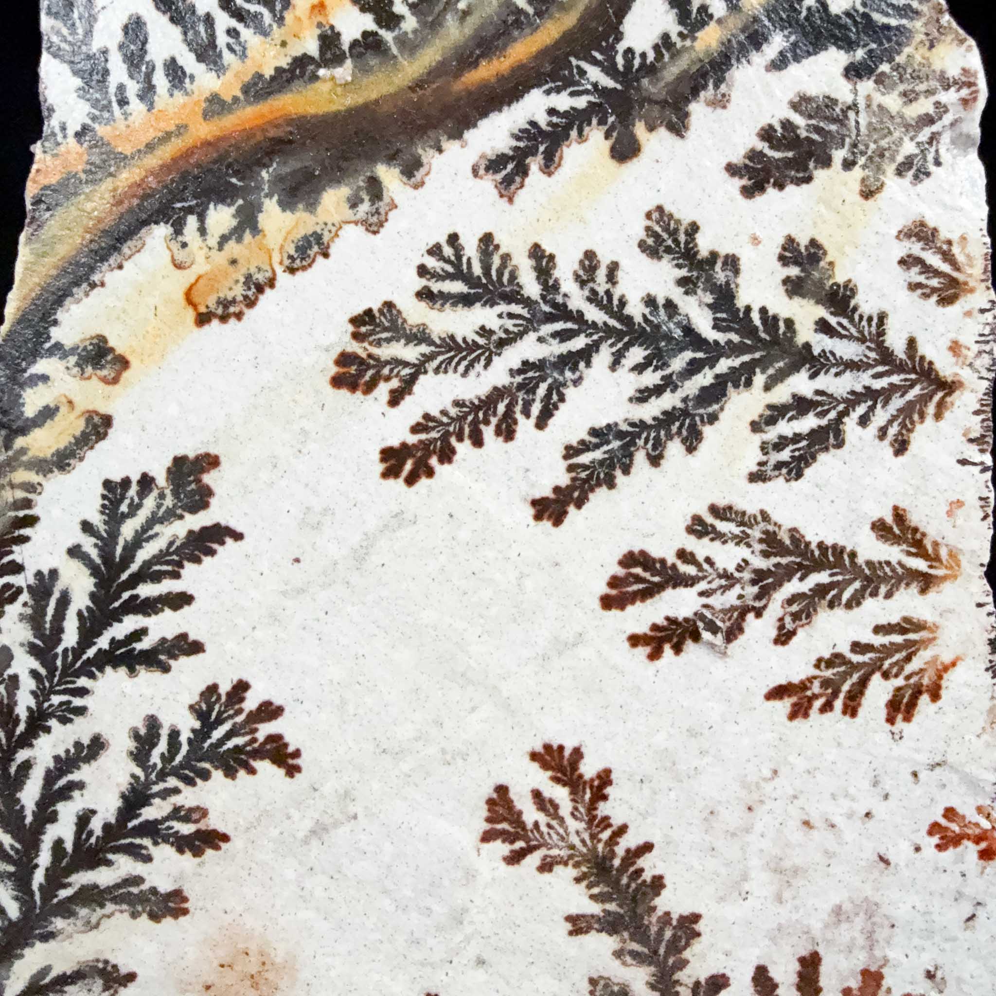 Close up of Dendrite crystals from Utah