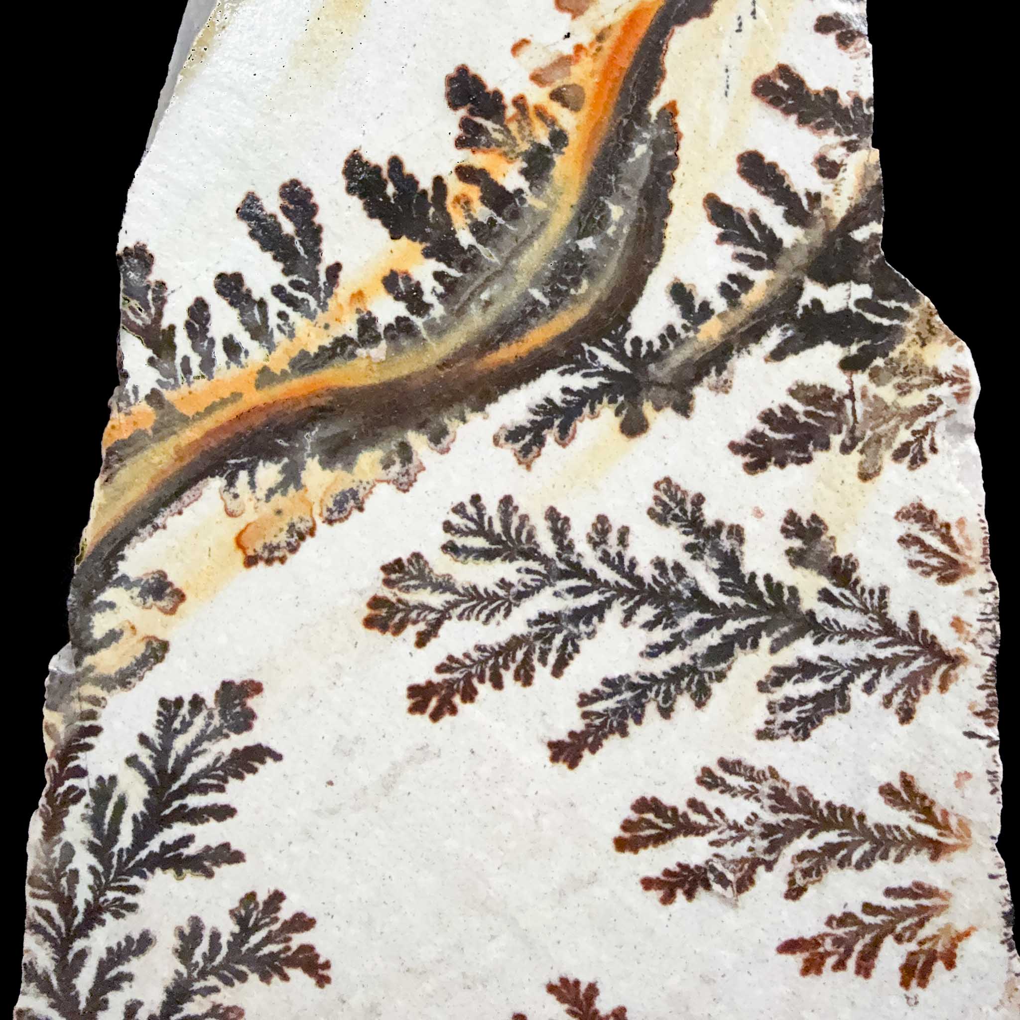 Close up of Dendrite pseudofossils from Utah