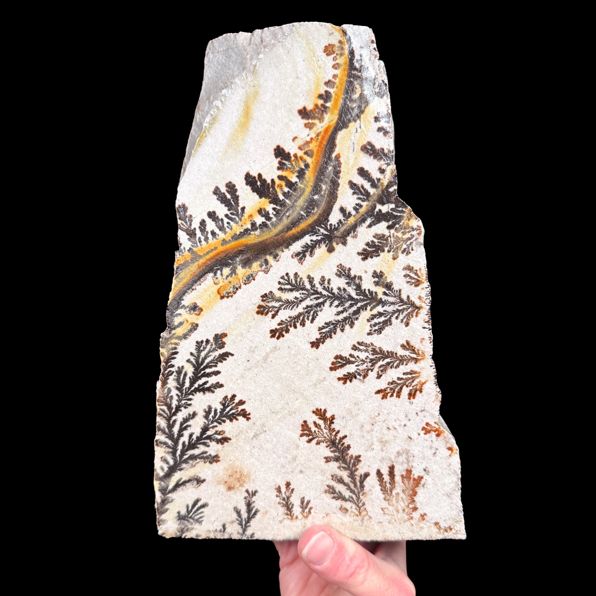 Dendrite crystals in Quartzite from Utah