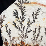 Close up of Dendrite crystals from Utah