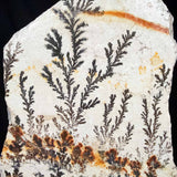 Close up of dendrite crystals from Utah