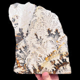 Reverse side of Dendrite specimen
