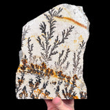 Dendrite pseudofossil in Quartzite from Utah