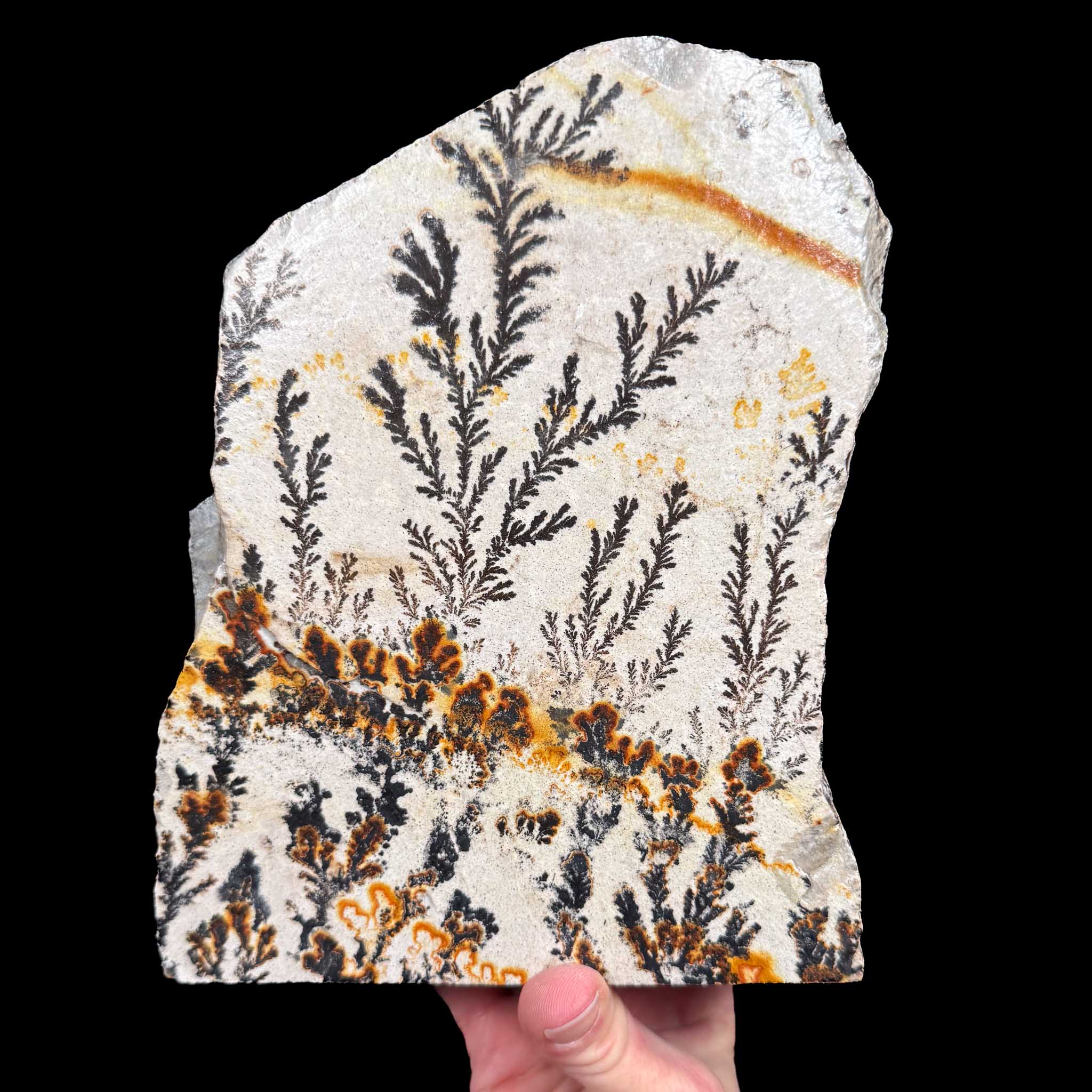 Dendrite pseudofossil in Quartzite from Utah