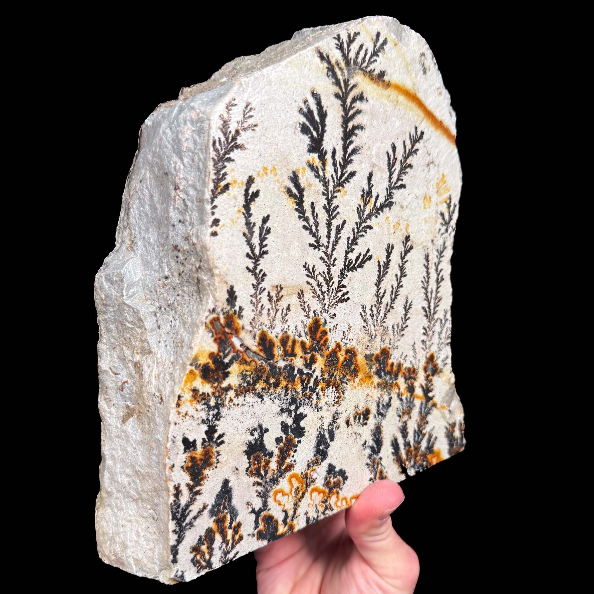 Side view of Dendrite is rock matrix from Utah