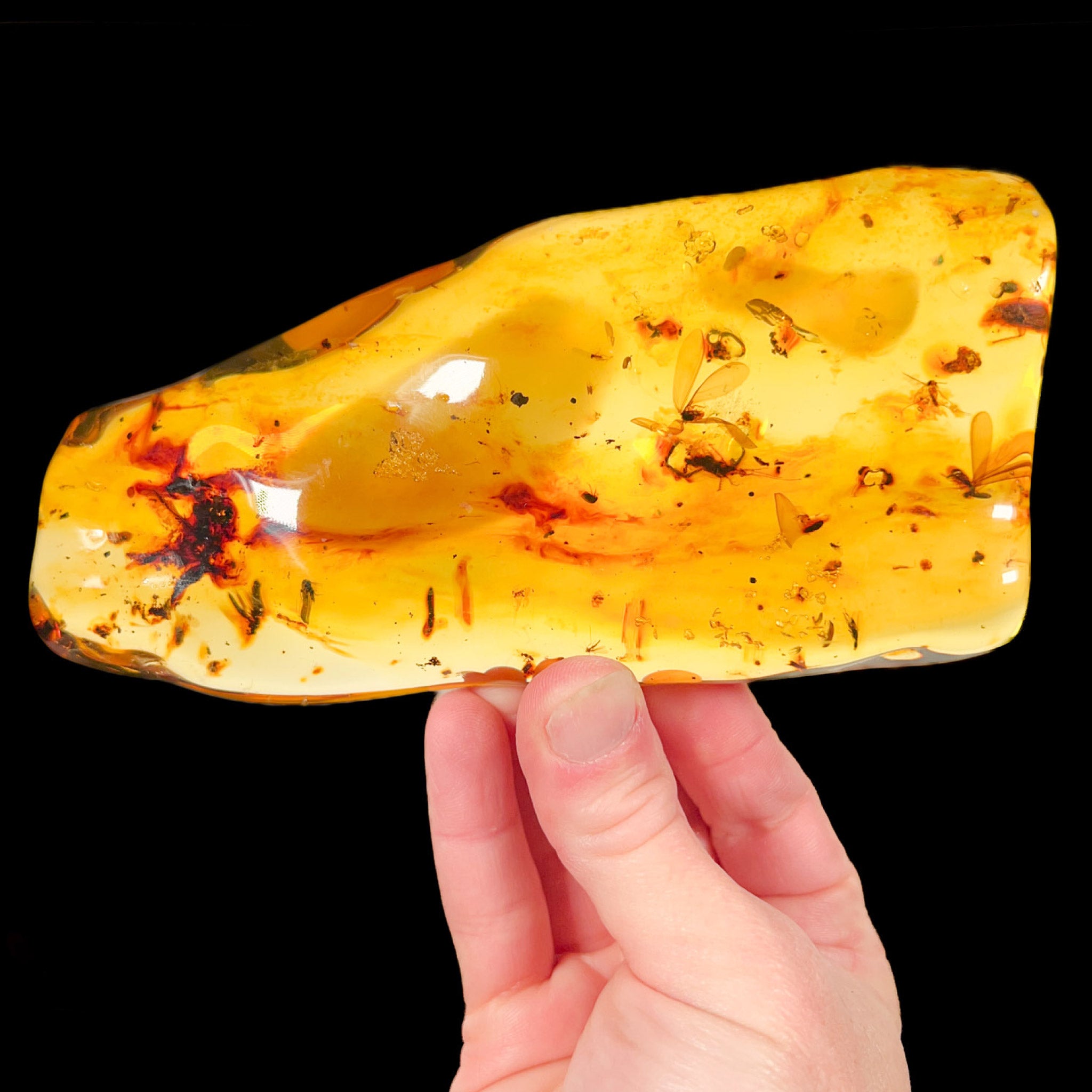 Large Polished Amber with Insects Specimen from Colombia