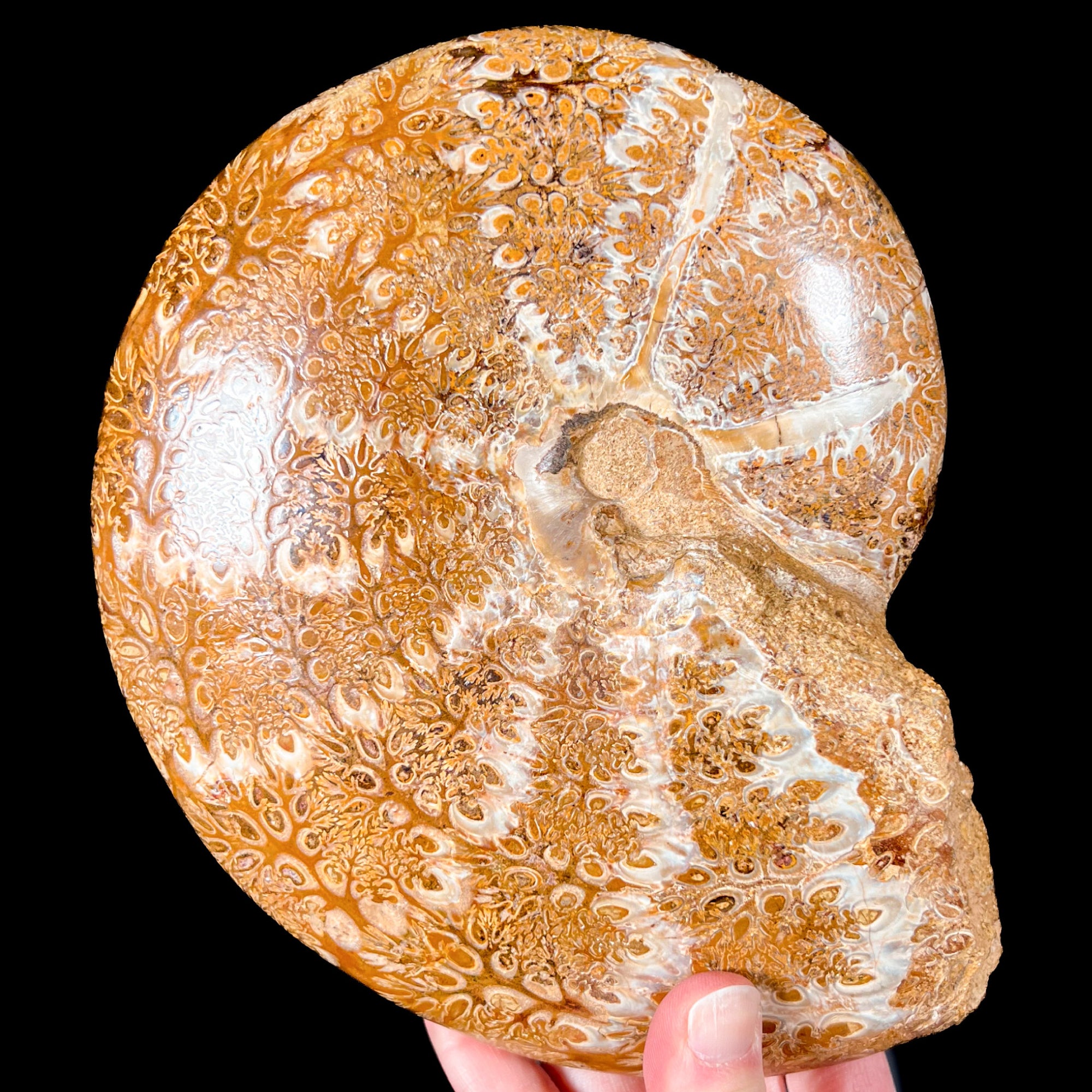 Large Fossil Ammonite - Phylloceras sp.
