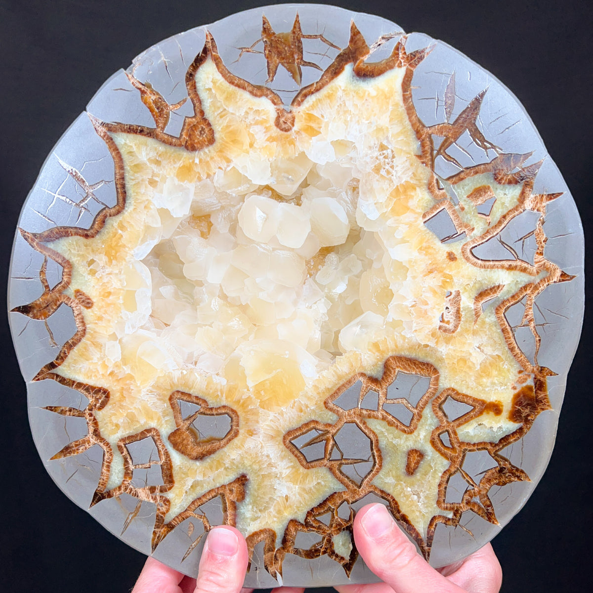Extra Large Septarian Concretion Slice