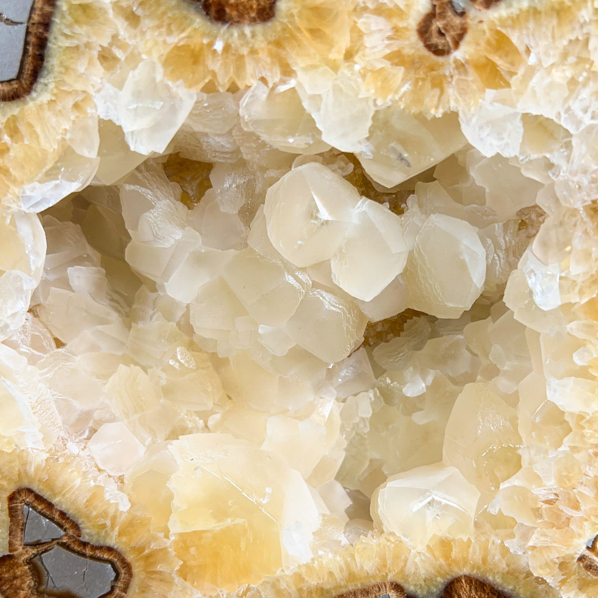 Large Golden Calcite Crystals inside a Septarian Concretion