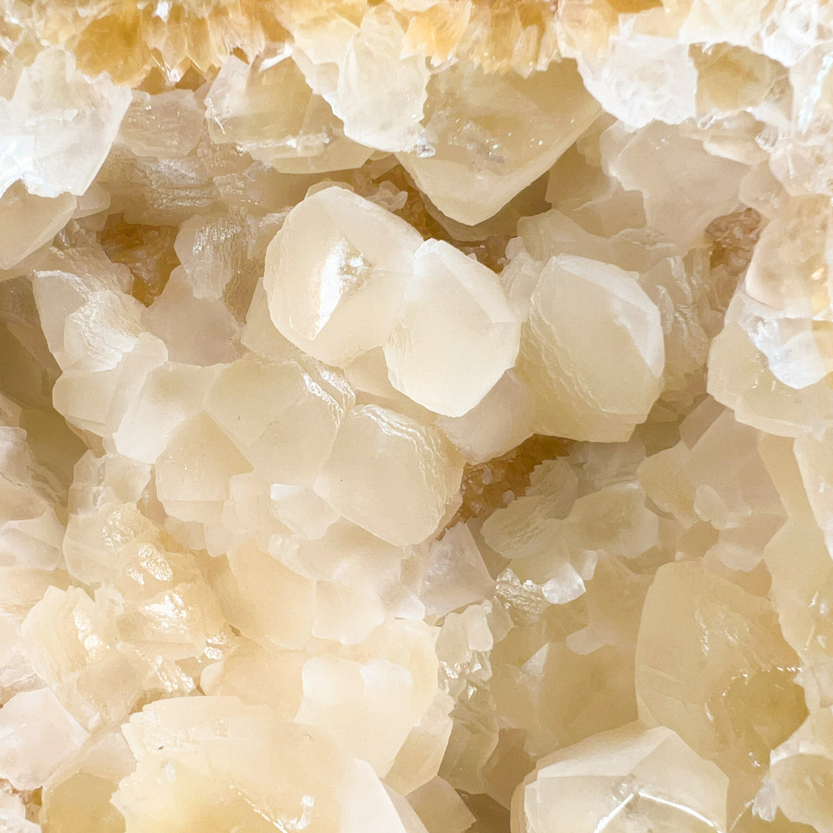 Large Golden Calcite Crystals Inside a Septarian Geode