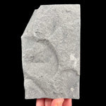 Back side of stone specimen