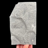 Back side of stone specimen