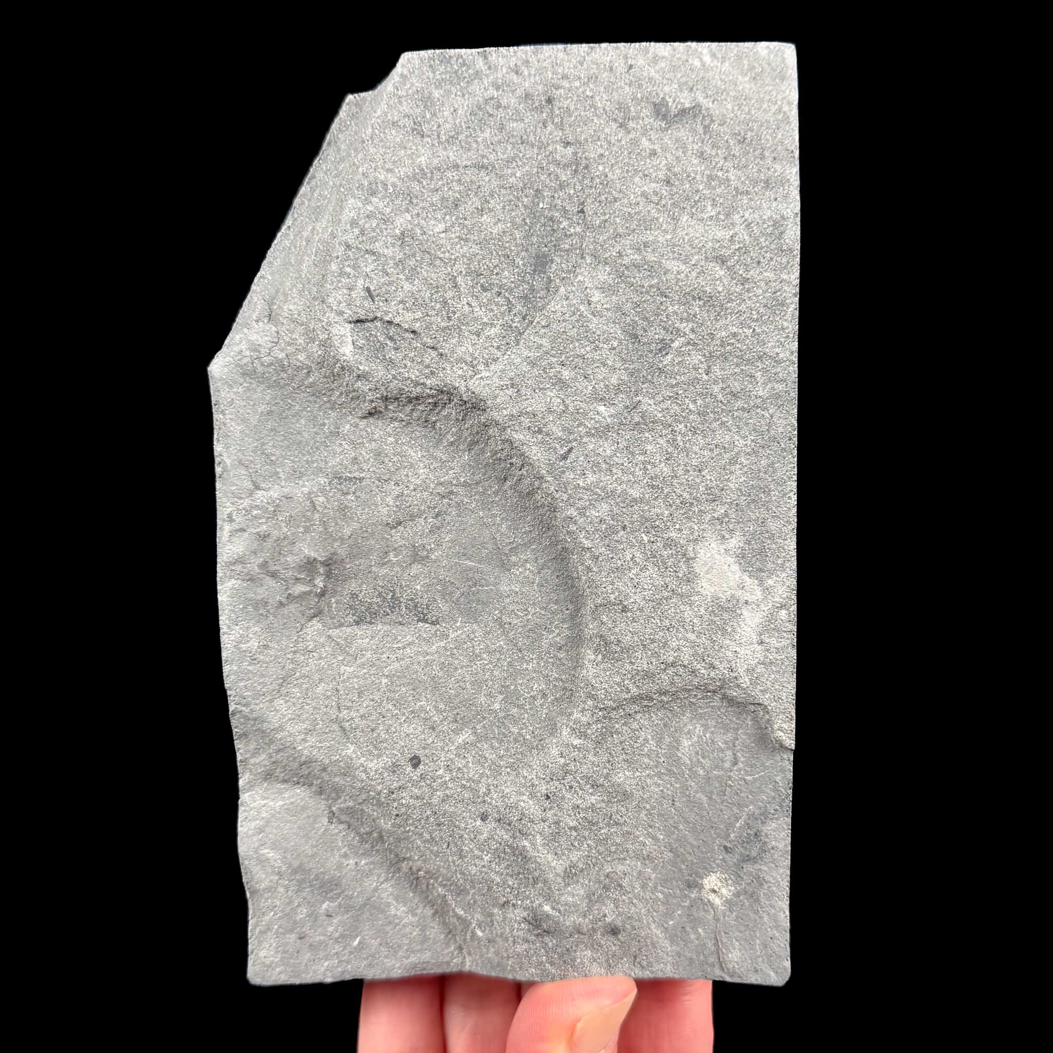 Back side of stone specimen