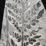 Close up detail of Odontopteris subcrenulata fern fossil from the Carboniferous Period France