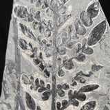 Close up detail of Odontopteris subcrenulata fern fossil from the Carboniferous Period France