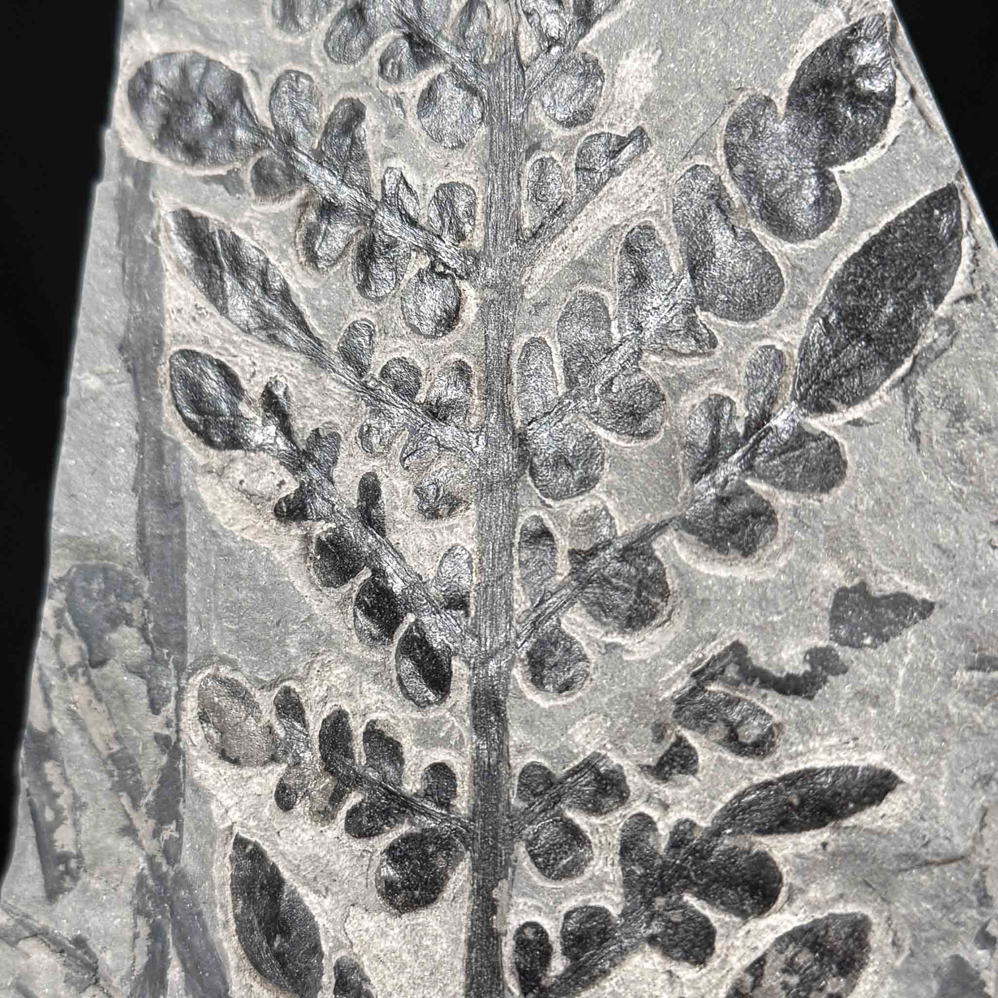 Close up detail of Odontopteris subcrenulata fern fossil from the Carboniferous Period France