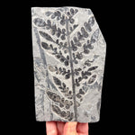 Fern Fossil - Odontopteris subcrenulata - France
