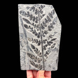 Fern Fossil - Odontopteris subcrenulata - France