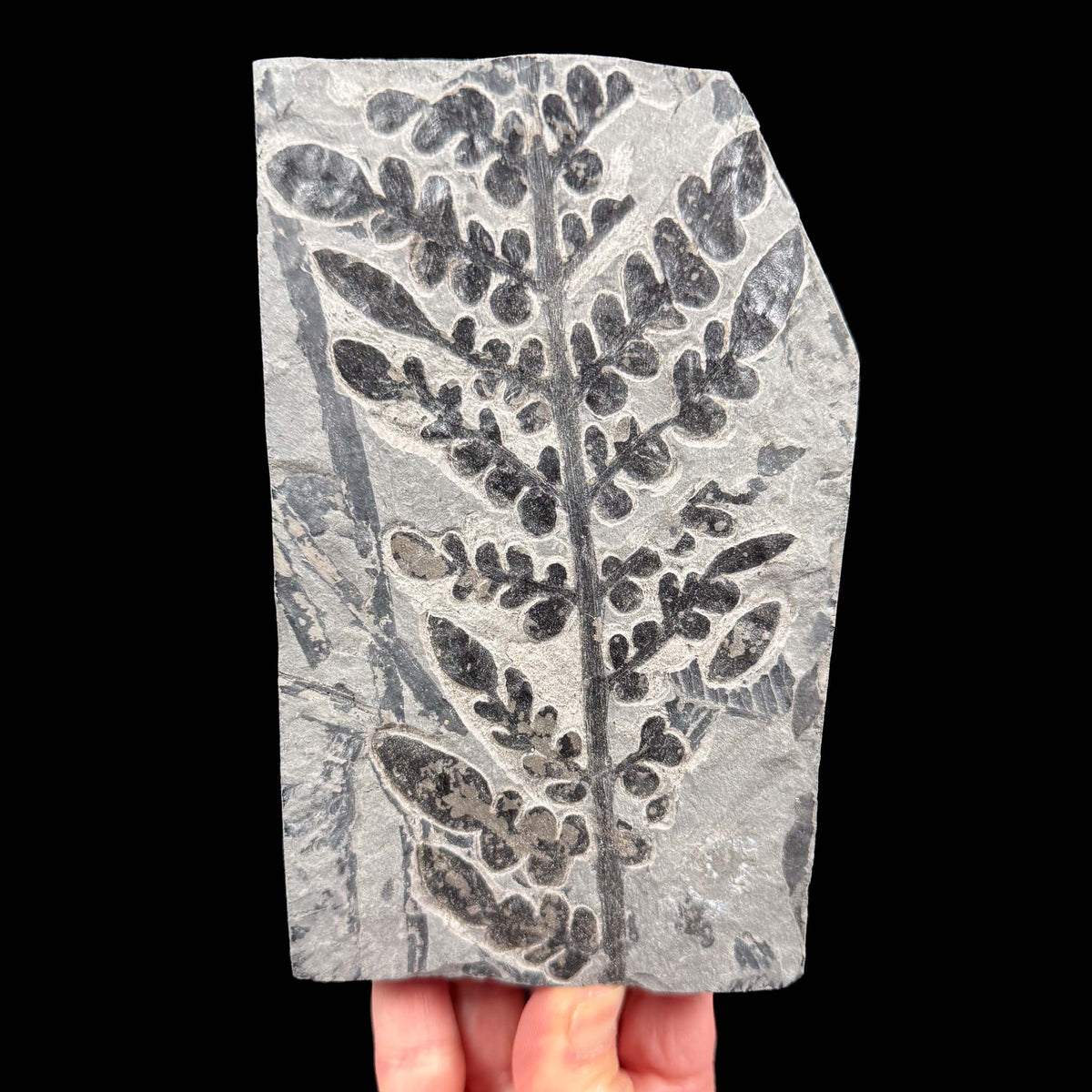 Fern Fossil - Odontopteris subcrenulata - France