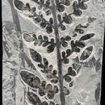 Close up detail of Odontopteris subcrenulata fern fossil from the Carboniferous Period - France