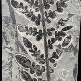 Close up detail of Odontopteris subcrenulata fern fossil from the Carboniferous Period - France