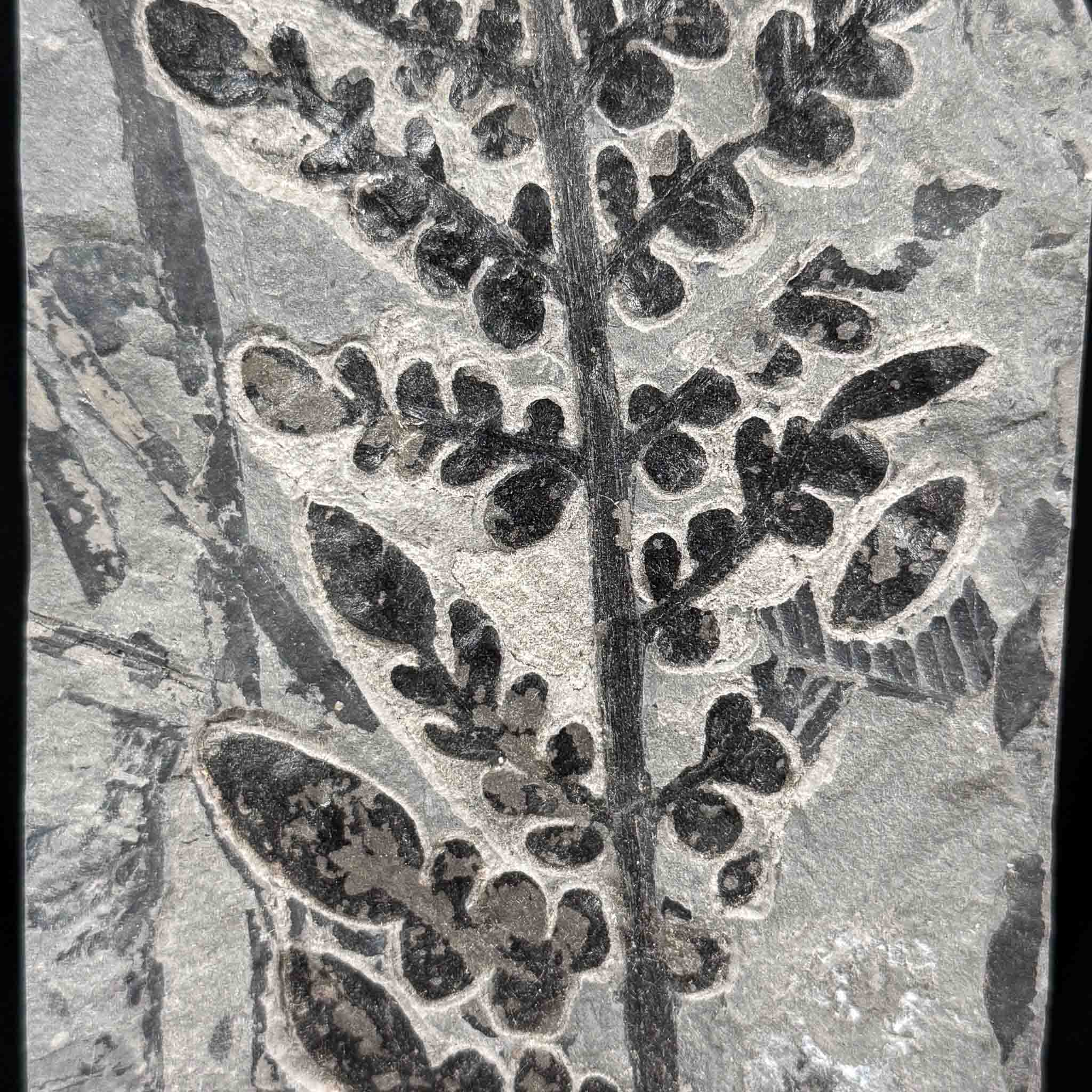 Close up detail of Odontopteris subcrenulata fern fossil from the Carboniferous Period - France