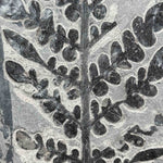 Close up of fossilized fern Odontopteris subcrenulata from France