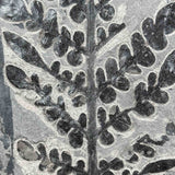Close up of fossilized fern Odontopteris subcrenulata from France