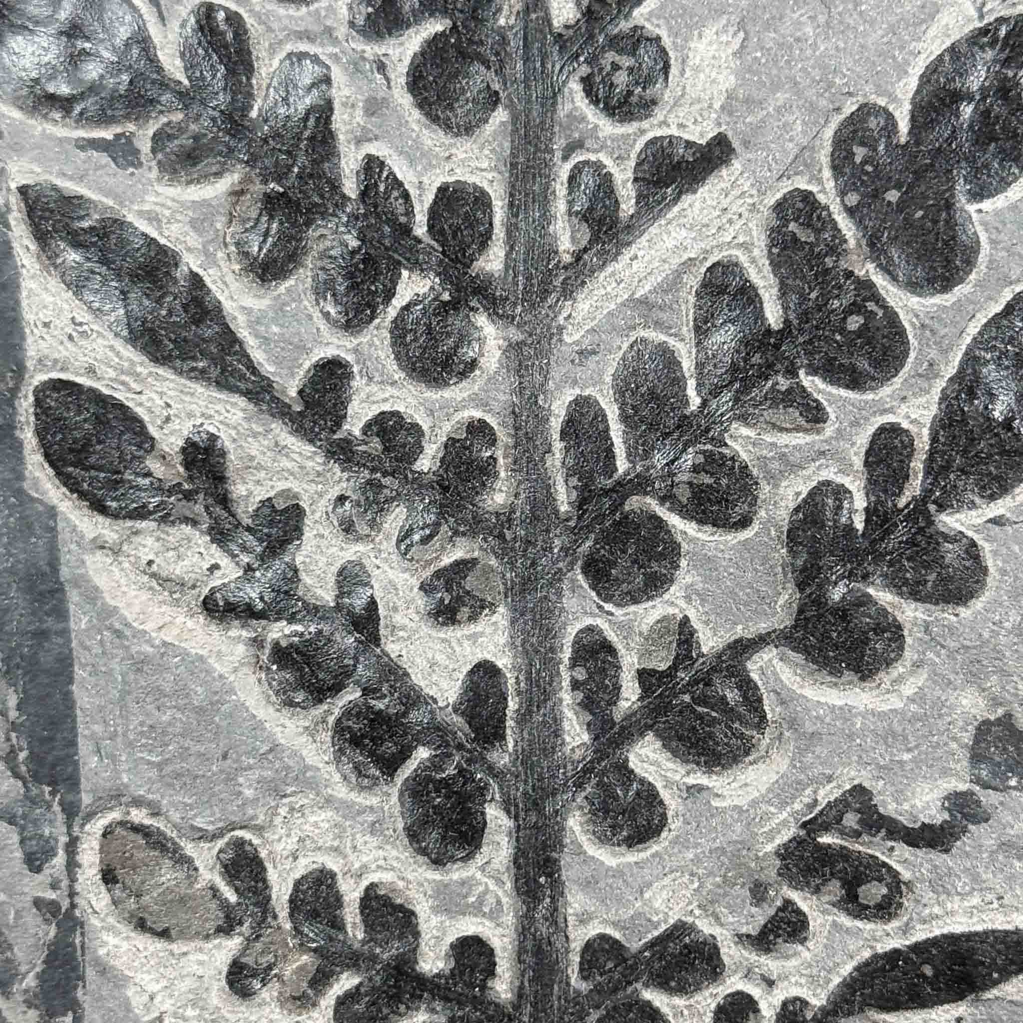 Close up of fossilized fern Odontopteris subcrenulata from France