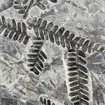 Close up of Pecopteris saraefolia fern fossil from France