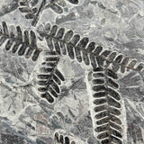 Close up of Pecopteris saraefolia fern fossil from France