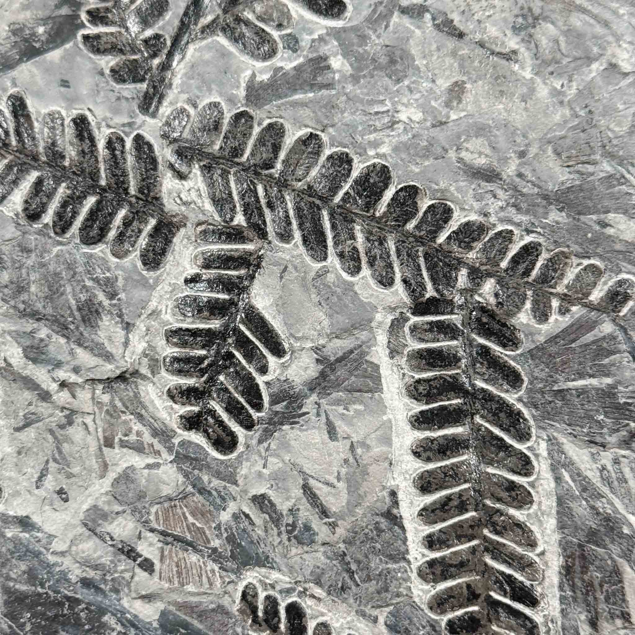 Close up of Pecopteris saraefolia fern fossil from France
