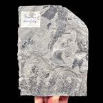 Reverse side of specimen with historic label
