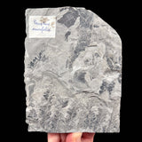 Reverse side of specimen with historic label