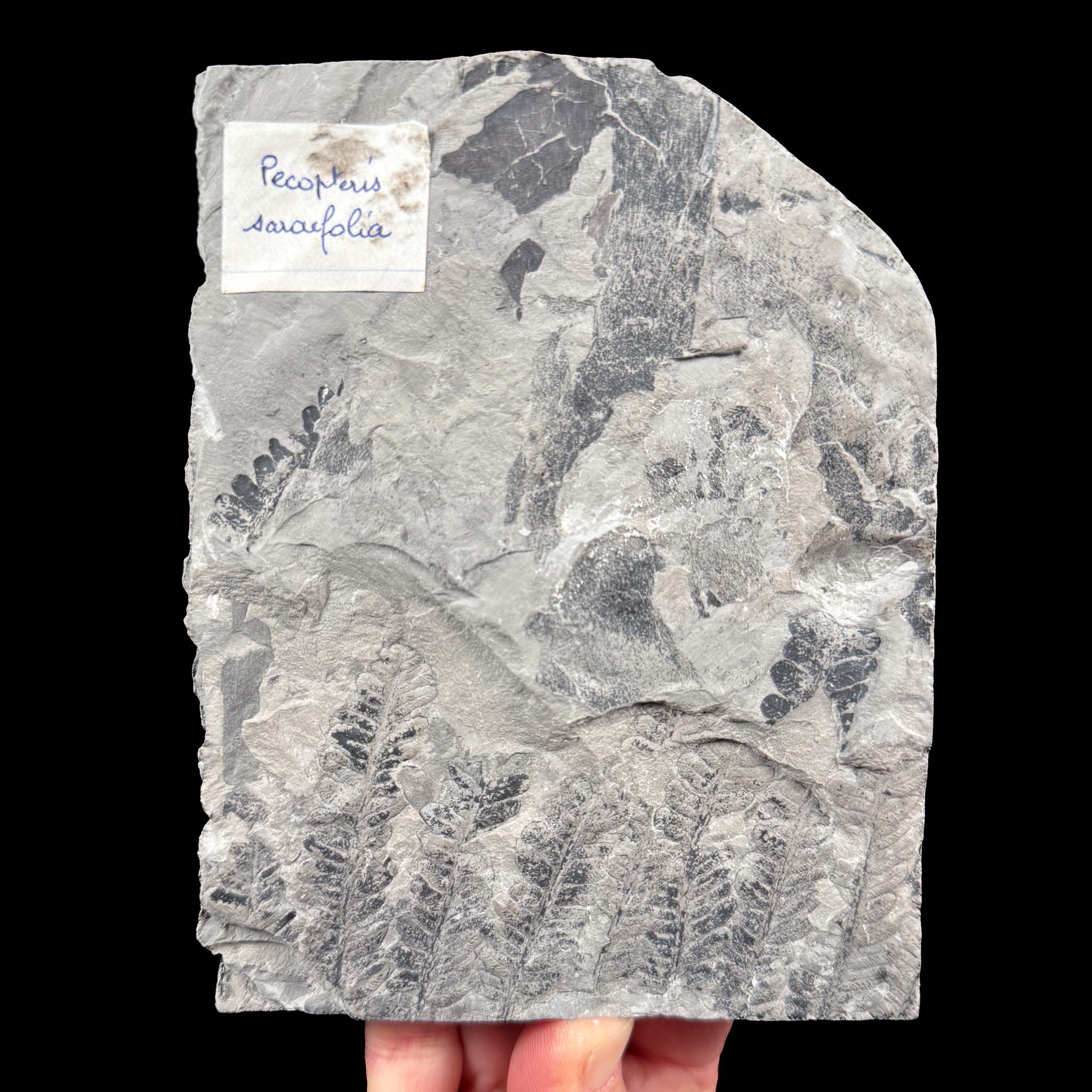 Reverse side of specimen with historic label