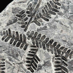 Close up of Carboniferous fern fossil from France