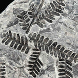 Close up of Carboniferous fern fossil from France