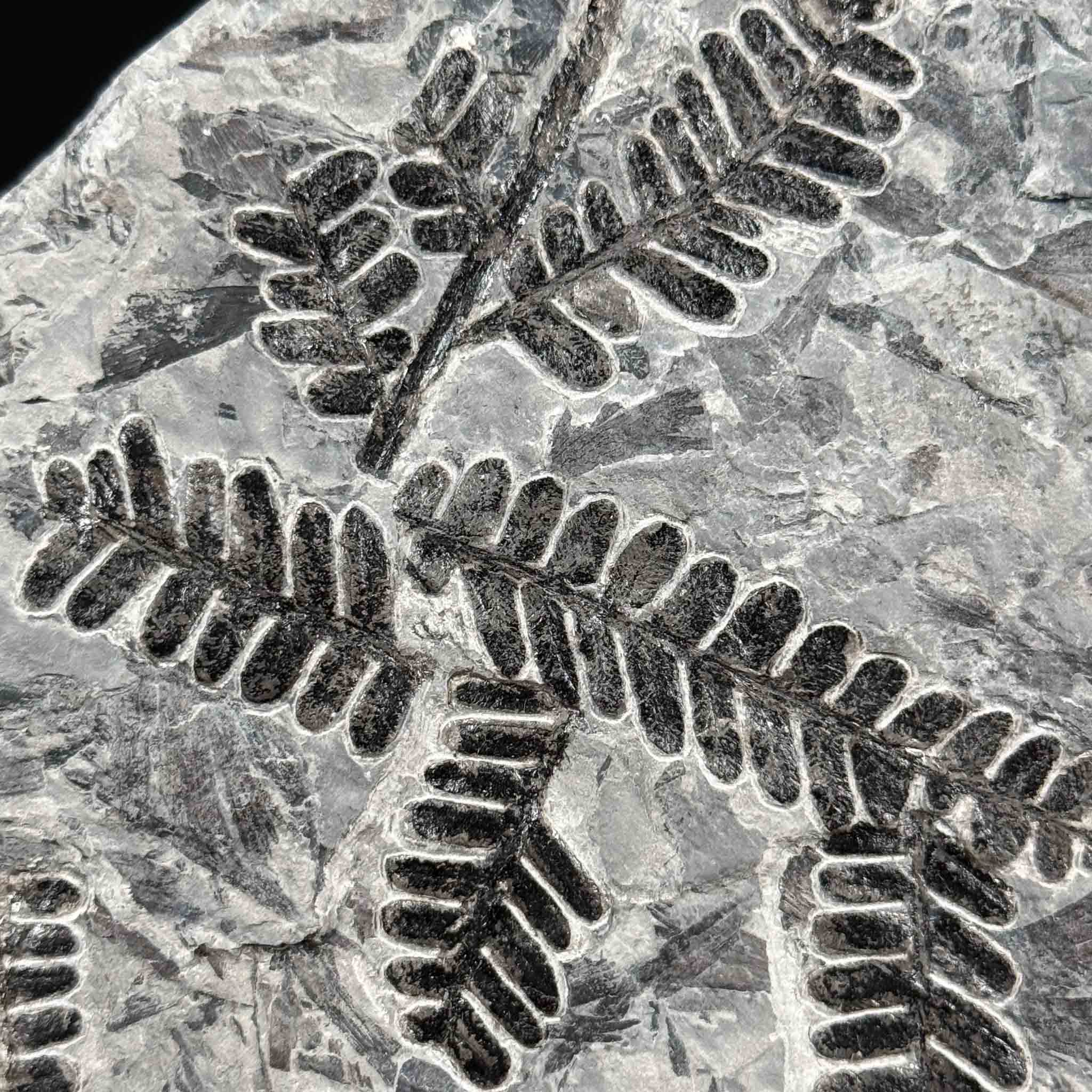 Close up of Carboniferous fern fossil from France