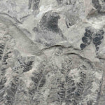 Close up of back side of fern fossil specimen