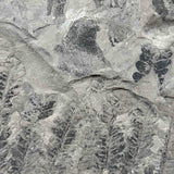 Close up of back side of fern fossil specimen