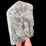 Fossil Fern plate from France