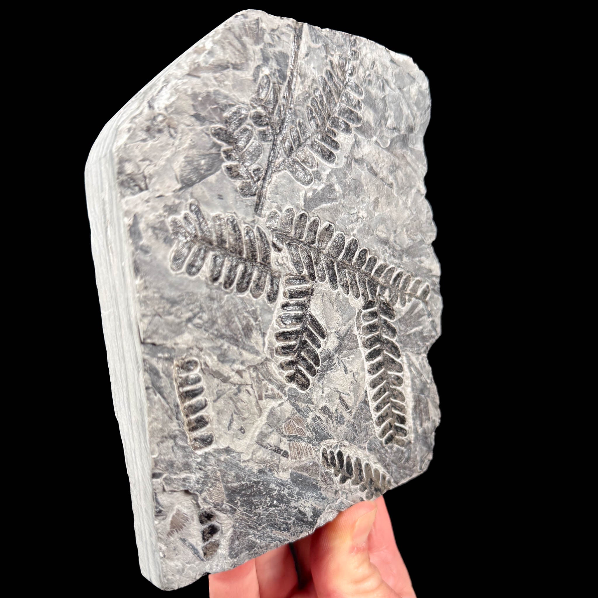 Fossil Fern plate from France