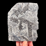 Fossilized Fern Pecopteris saraefolia from France