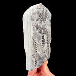 Side view of Fossil Fern plate from France