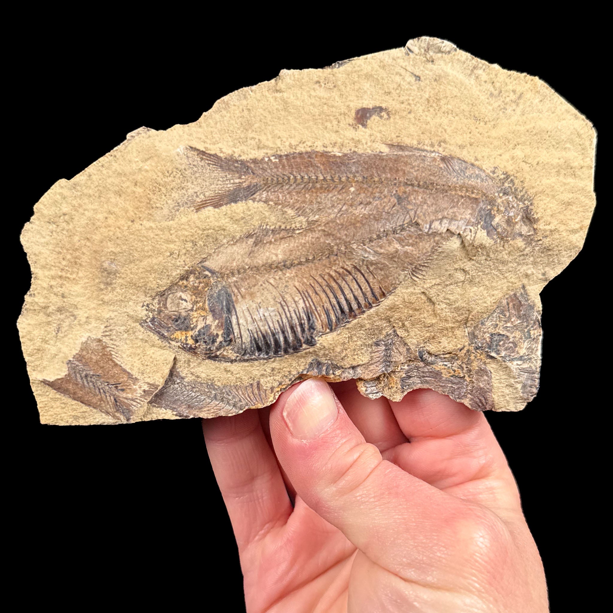 Fish Fossils on matrix from Lake Gosuite, Wyoming