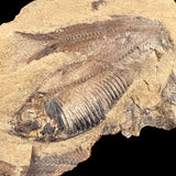 Close up of Fossil Fish skeleton from Wyoming